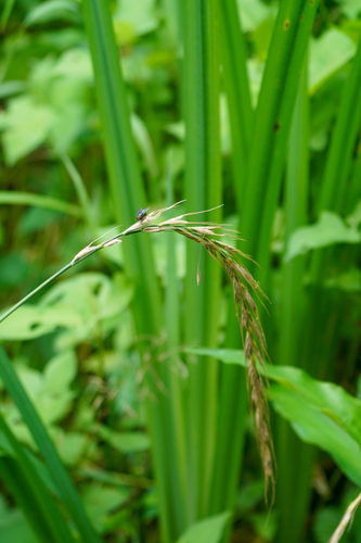 Image of Elymus tsukushiensis by (c) WATANABE Hitoshi 渡辺仁, some rights reserved (CC BY)