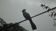 Corythaixoides concolor concolor