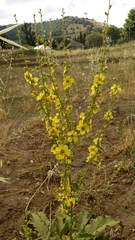 Verbascum gaillardotii