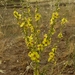 Verbascum gaillardotii - Photo (c) עומר וינר, some rights reserved (CC BY-NC), uploaded by עומר וינר