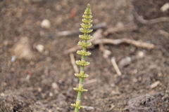 Equisetum pratense image