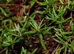 Hibbertia procumbens