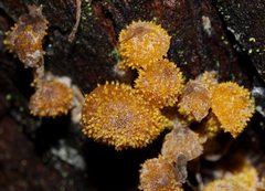 Neobarya agaricicola
