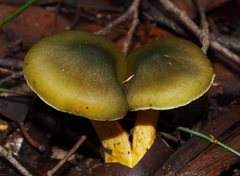 Cortinarius austrovenetus