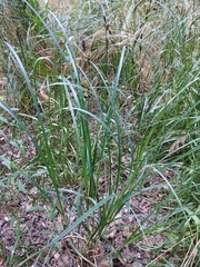 Carex melanostachya