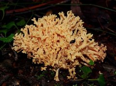 Ramaria botrytoides