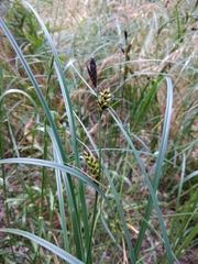 Carex melanostachya
