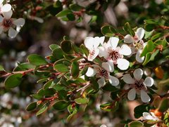 Leptospermum micromyrtus