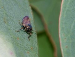Neotartessus flavipes