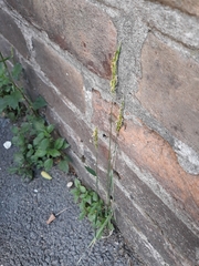 Alopecurus myosuroides