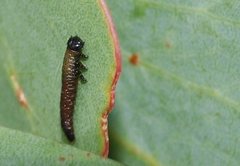 Paropsisterna hectica