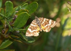 Chrysolarentia polycarpa