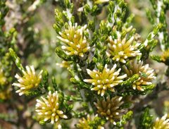 Ozothamnus cupressoides