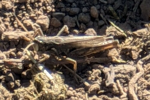 Club-horned Grasshopper photo 4