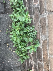 Parietaria officinalis