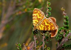 Chrysolarentia chrysocyma