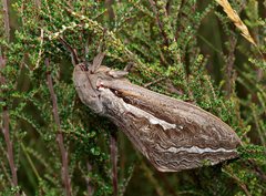 Abantiades latipennis