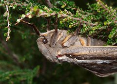 Abantiades latipennis