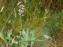 Prasophyllum suttonii