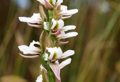 Prasophyllum suttonii