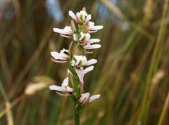 Prasophyllum suttonii