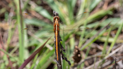 Orthetrum chrysostigma