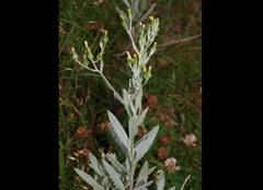 Senecio gunnii
