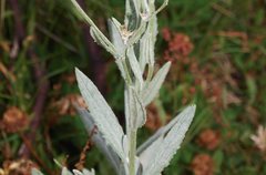 Senecio gunnii