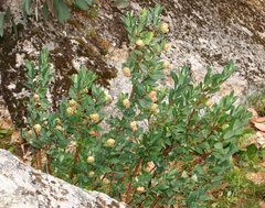 Pimelea ligustrina