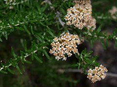 Ozothamnus secundiflorus