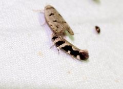 Macrobathra bigerella