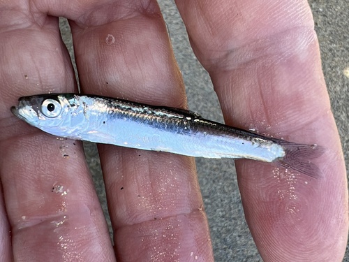 Baltic sprat (Sprattus sprattus) — Clupeidae — 4