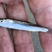 Sprat