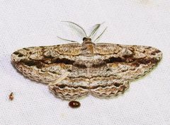 Scioglyptis chionomera