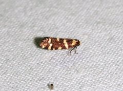 Lepidoscia confluens