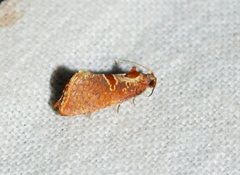 Glyphidoptera insignana