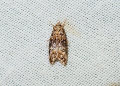 Eulechria callidesma