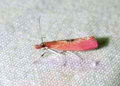 Canuza euspilella