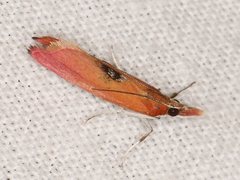 Canuza euspilella