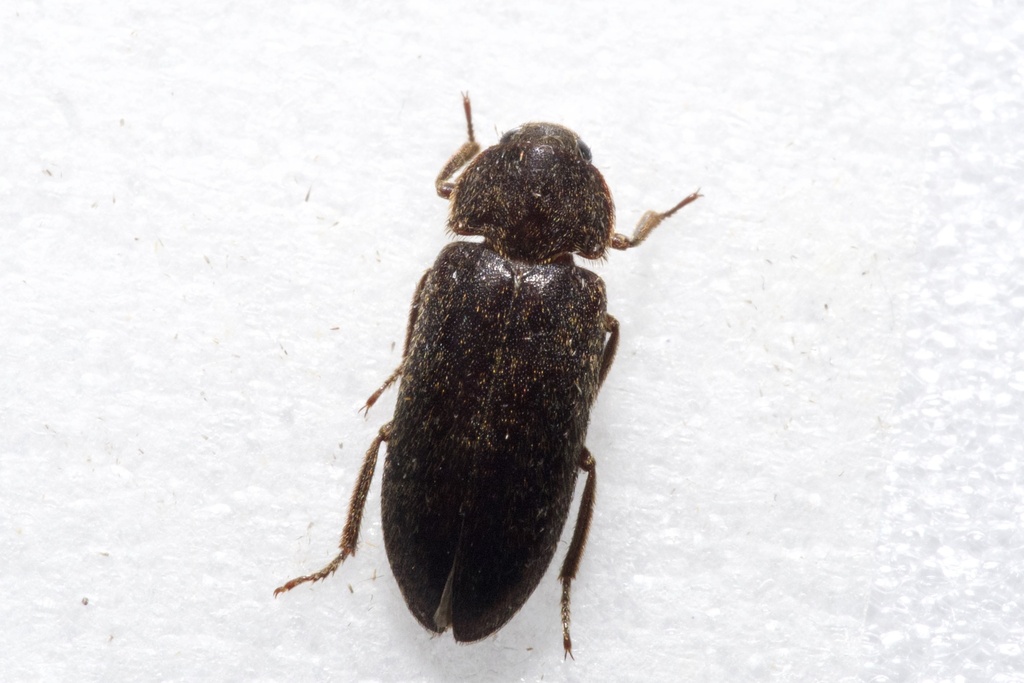 Peruvian Larder Beetle
