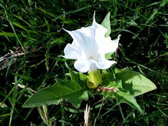 Datura stramonium