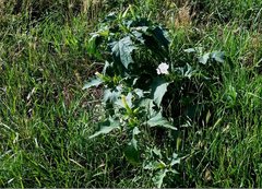 Datura stramonium