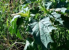 Datura stramonium