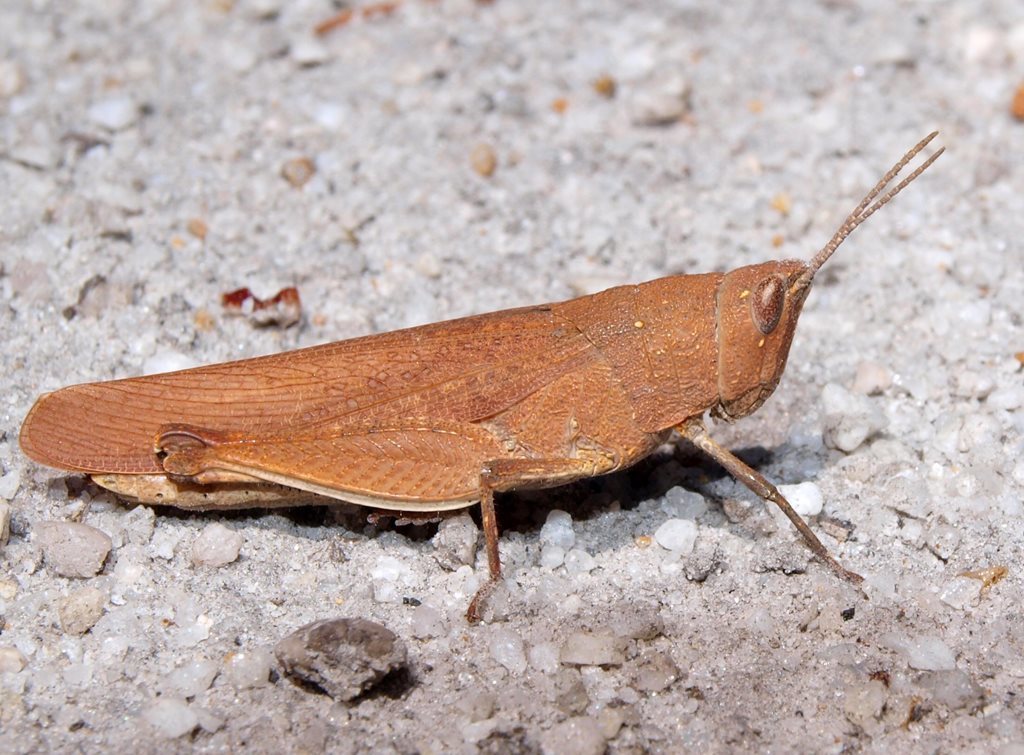 Mimetic Gumleaf Grasshopper