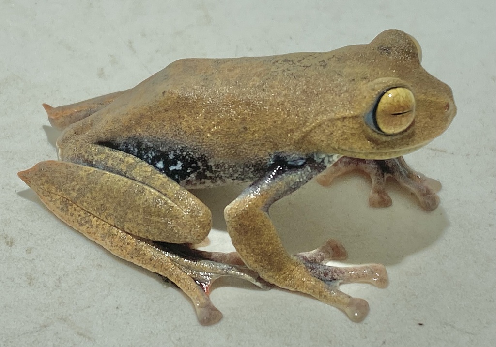 Vampire Flying Frog