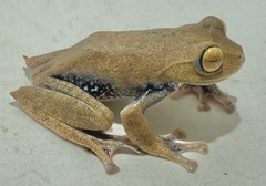 Vampire Flying Frog photo 1