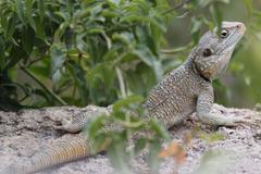 Acanthocercus atricollis
