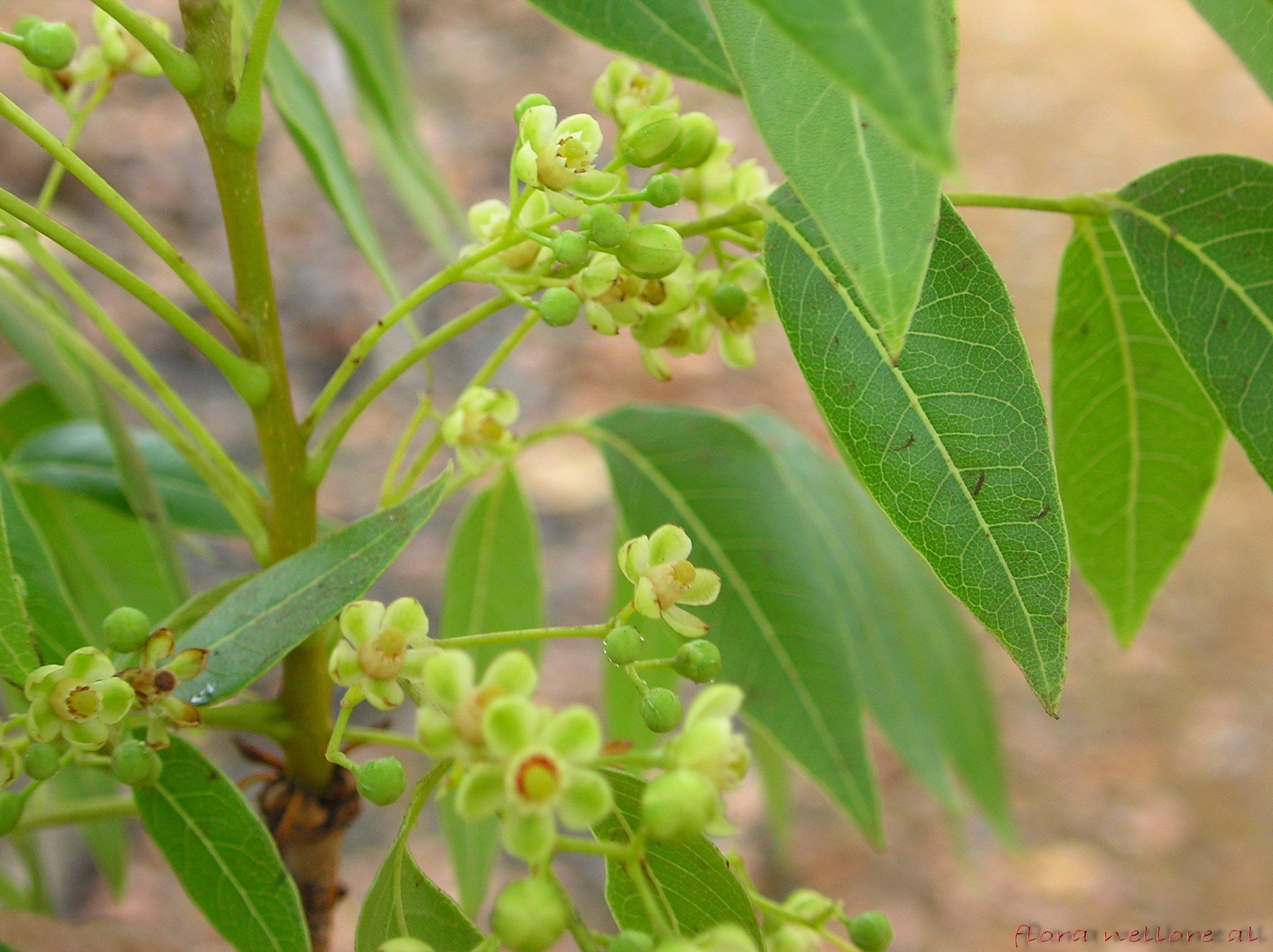 Big-leaf Mahogany (Swietenia macrophylla) · iNaturalist