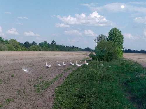 Cygne chanteur