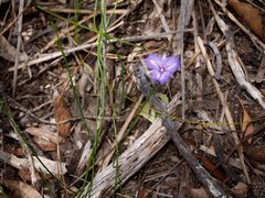 Thysanotus dichotomus